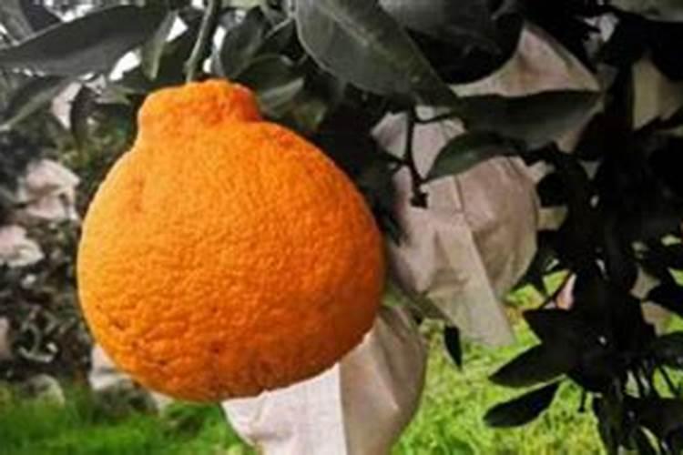 丑橘为什么春天开花？