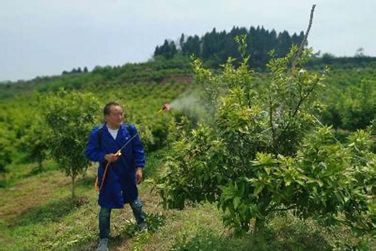 果树用什么复合肥好