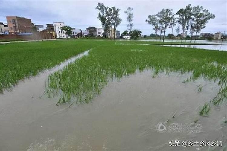 水田淹水期的情况下,不适合施用的是哪种氮肥