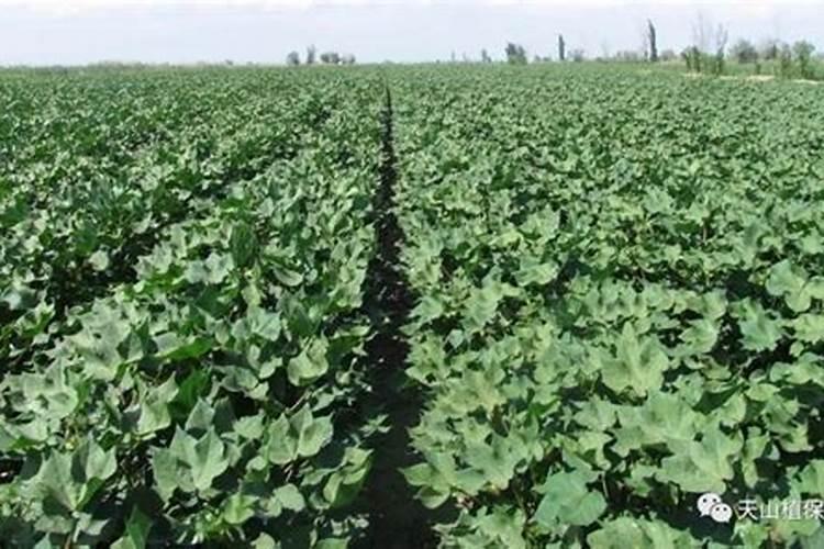 棉花种植注意事项是什么 棉花应该怎么养殖