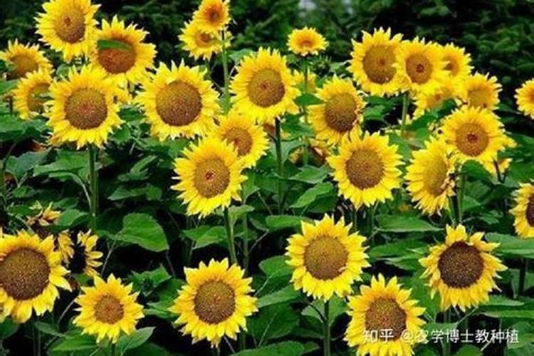 小葱施什么肥料最好