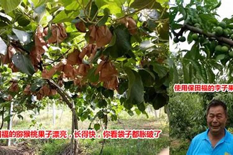 沙果,上什么肥料？