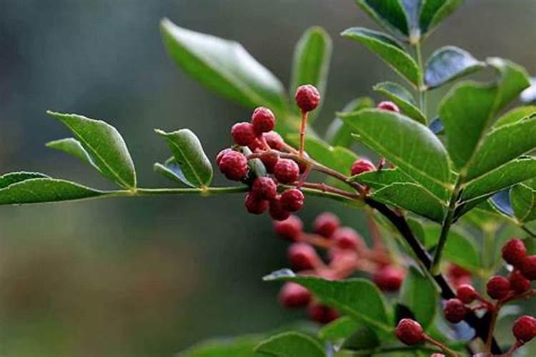 什么茶没有发酵