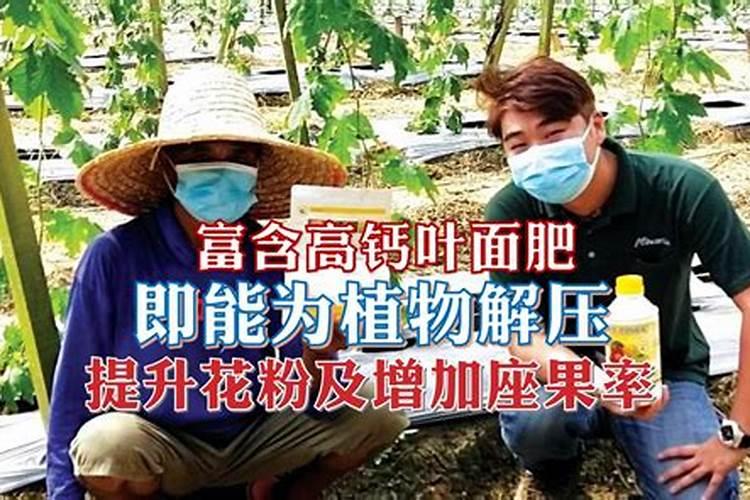 辣椒用什么肥料长得又肥又壮