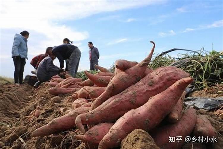 玉米后期打什么叶面肥能增加产量？