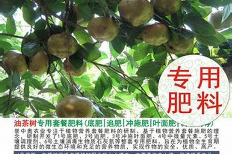 种植茶油树亩产多少