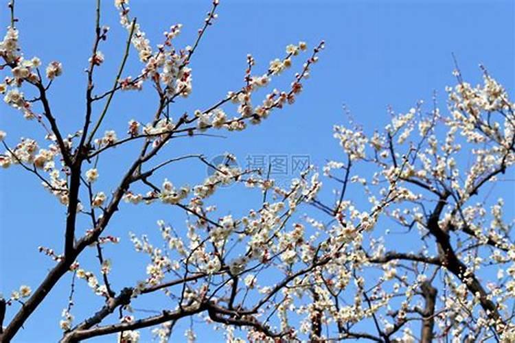 怎么提高李子树的接果率？