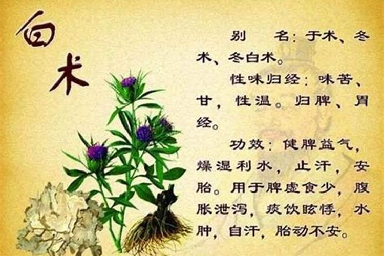 白术怎样种植