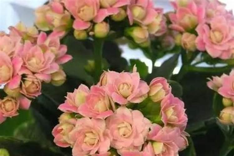 长寿花开花时能施肥吗