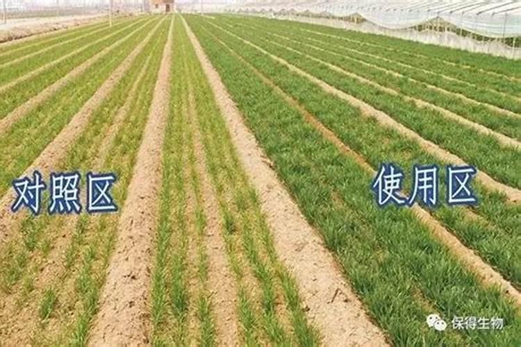 蔬菜施什么肥长得快又好蔬菜施什么肥长得快