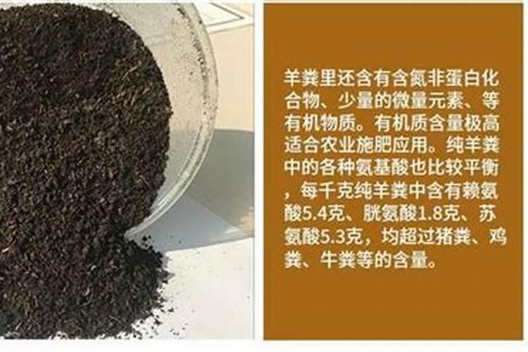怎样种植月季花？
