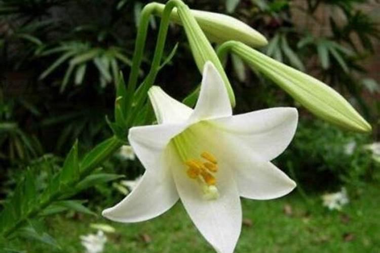 各位老师,种植百合要哪种肥料,比例是多少,以及地下病菌虫害怎么防治...