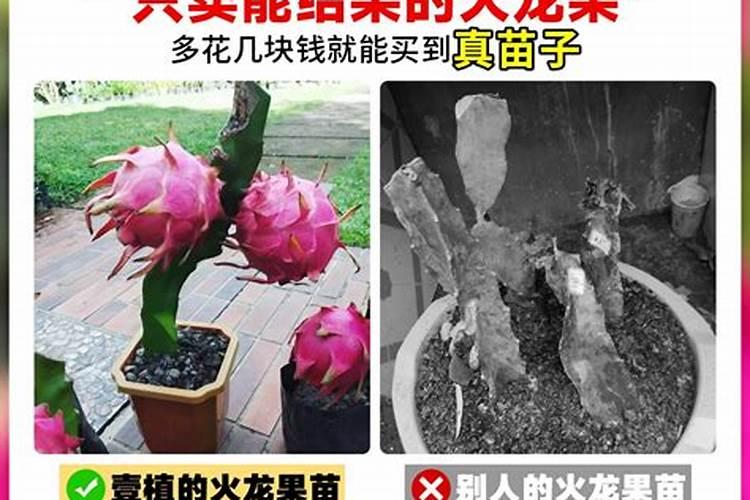 给我一句最最最最绕口的顺口溜。
