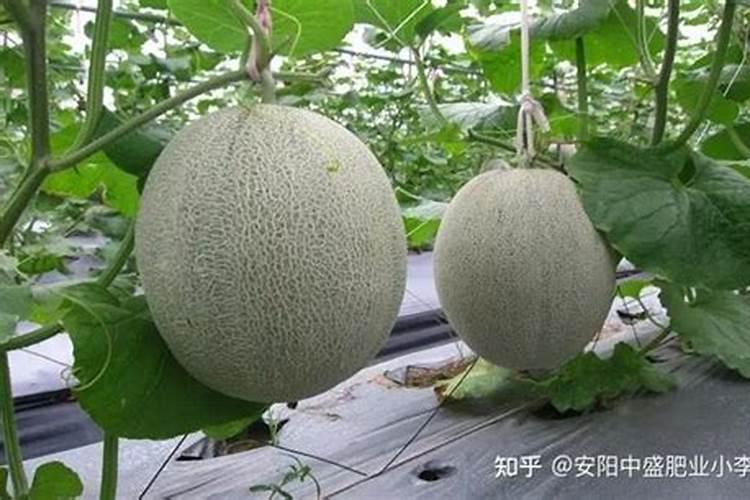 哈密瓜膨果期怎样施肥