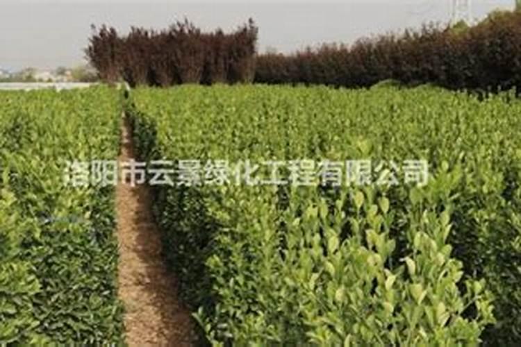 北方果树专用肥配方与施肥目录