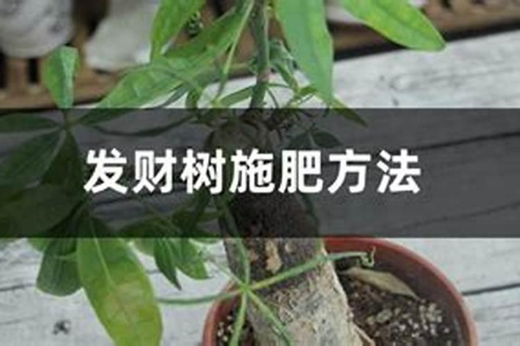 莲藕用什么肥料最好