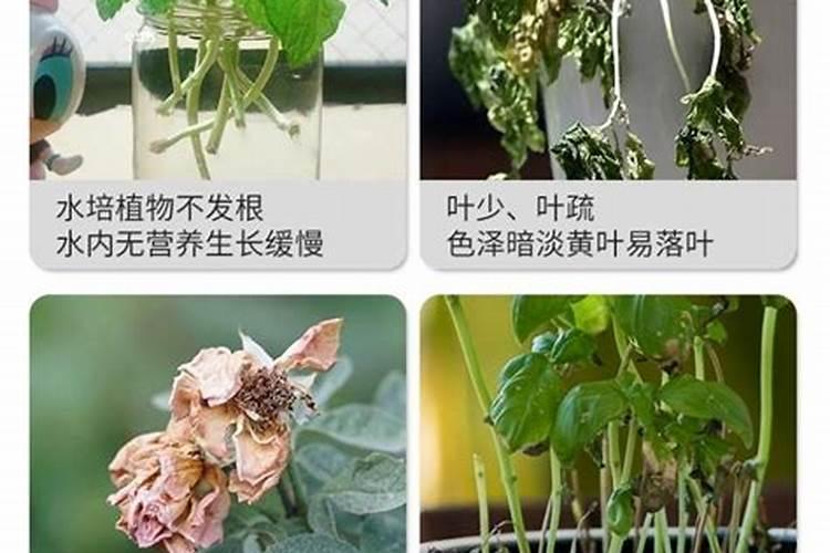 用什么肥料能让农作物快速生根？