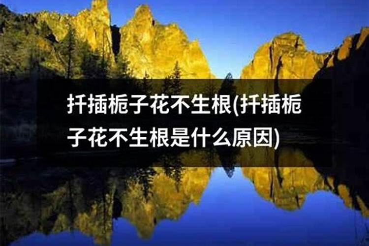 水插栀子花怎样生根快杀虫 水插栀子花如何生根快杀虫