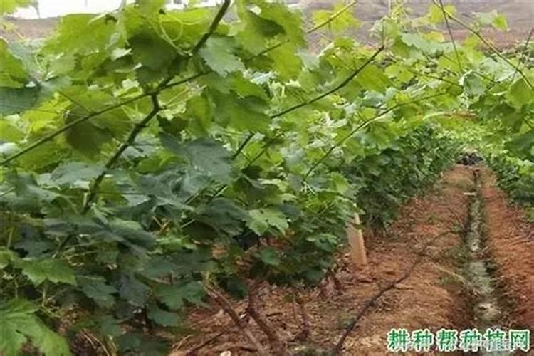 硫酸钾型复合肥171717的适合那些农作物使用？什么时候使用好？使用时...