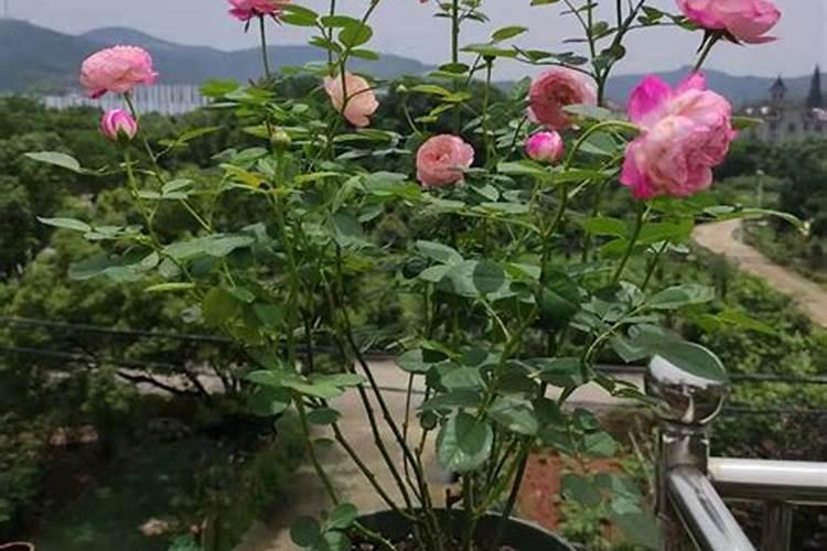 草莓高钾肥的使用方法 草莓高钾肥如何使用