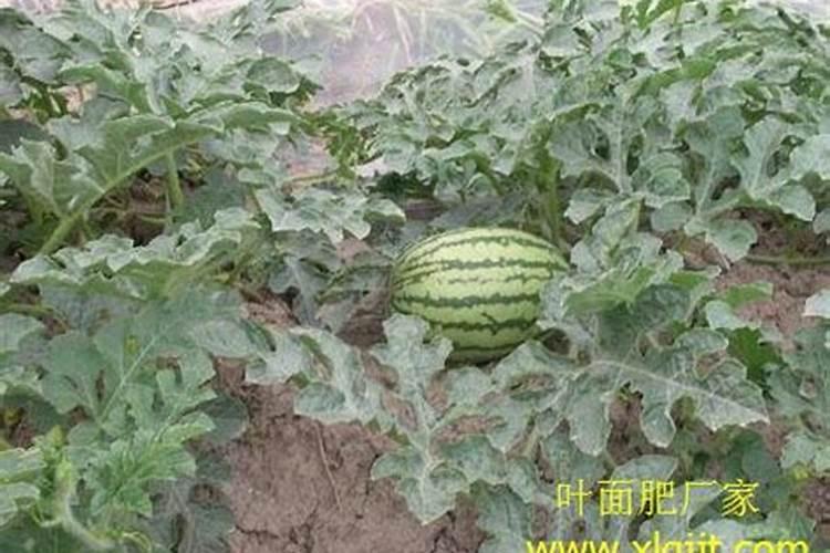 鱼胶原蛋白肽辨别