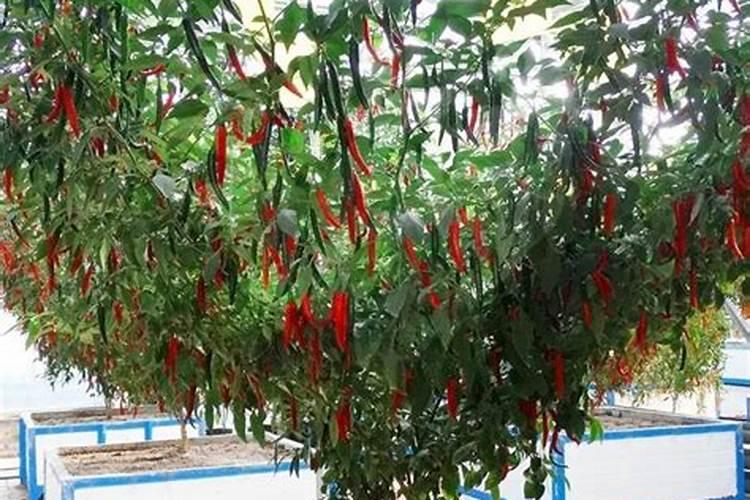 鱼蛋白最忌三种肥料