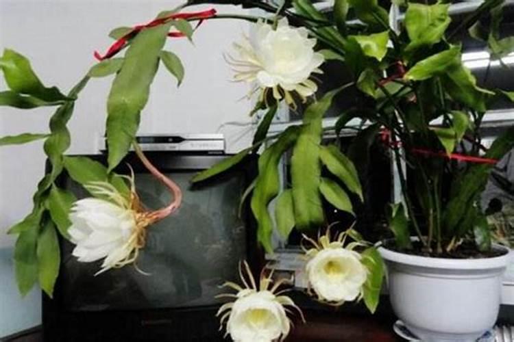 昙花施肥用什么肥料,长花蕾的时候可以施肥吗