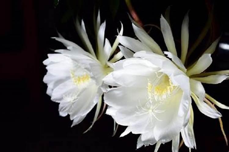 昙花用什么肥料最好最旺盛