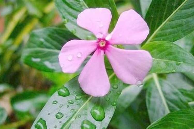 尿素可以浇花吗