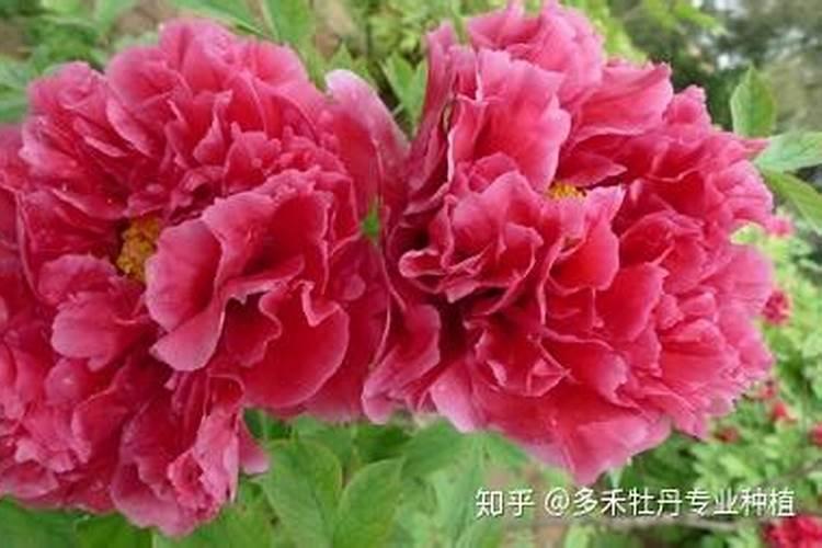 牡丹在种植过程中,都需要用到哪种肥料？
