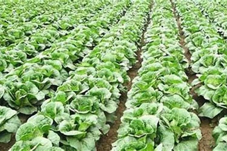 种大白菜应多施什么肥料？