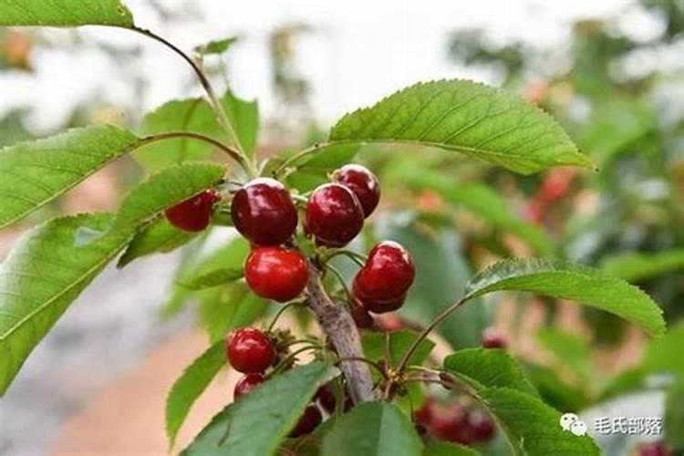 大樱桃树盛果期施肥的方法有什么？什么时间施肥最合适？