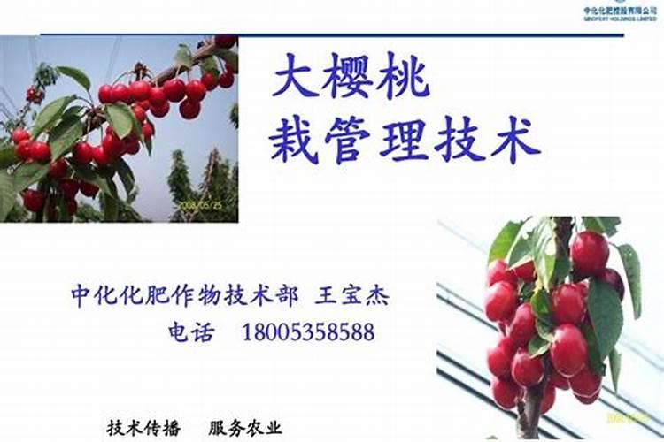 樱桃树施什么肥最好