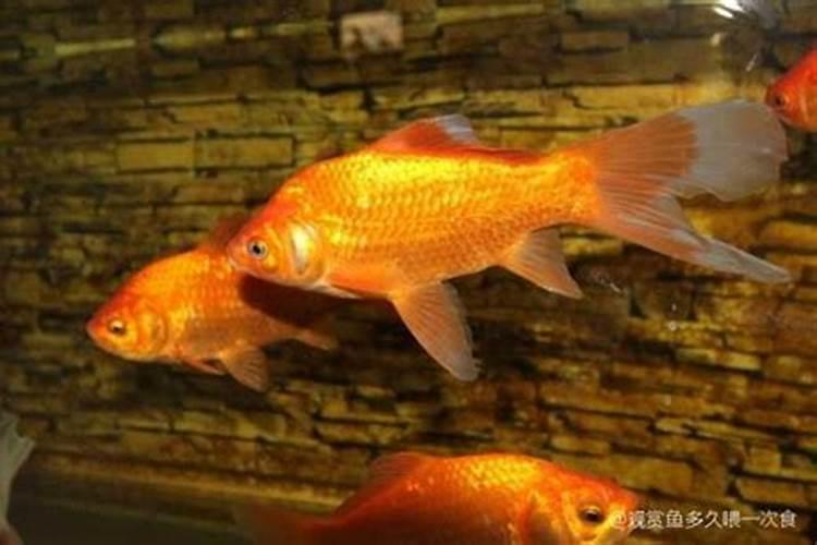 硼肥的最佳使用时期 硼肥的最佳使用是什么时候
