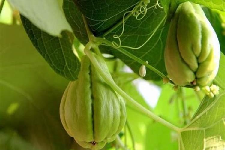 清明前后这段时间种什么蔬菜好？种子种植和秧苗种植效果一样吗？