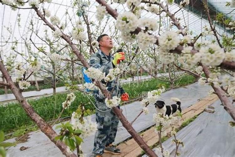 西红柿怎么施用叶面肥