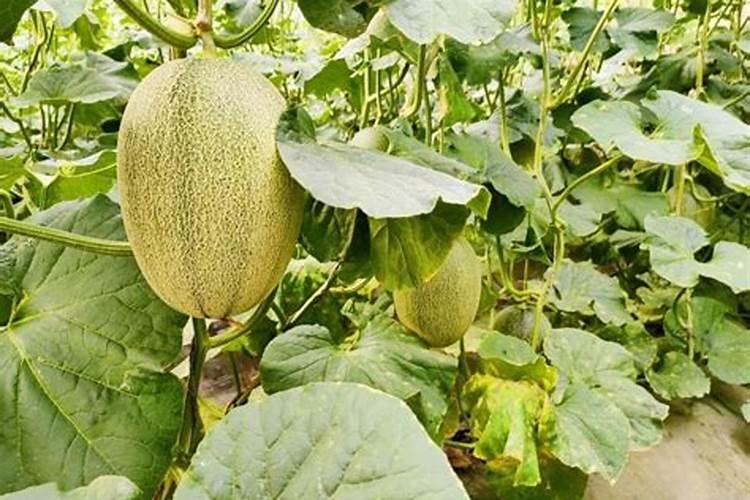 计划搭建大棚种植西红柿,请问大棚种植西红柿的施肥方法有哪些？