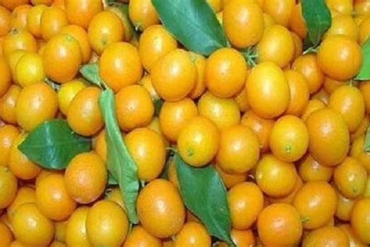 玉米滴灌种植施肥技术