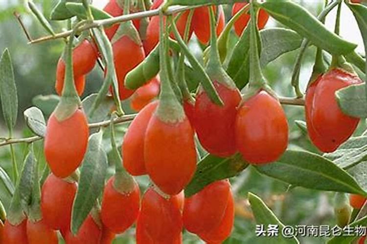 桂花树一般都使用什么叶面肥