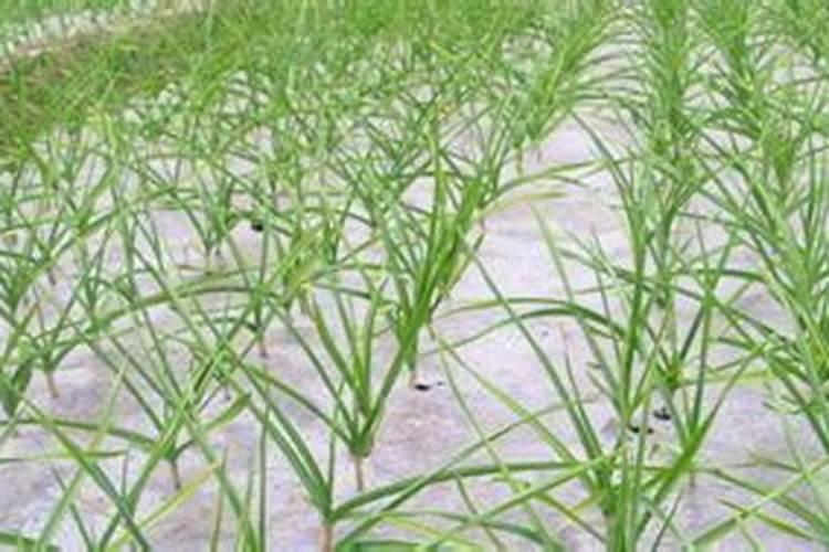小麦打除草剂能加芸苔素吗