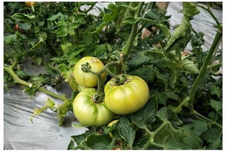 番茄裂果解决方法
