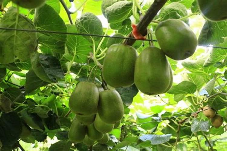 自家种蔬菜一般用什么肥料