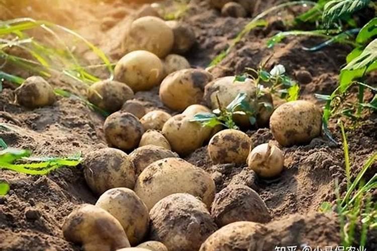 中国农科院中植八号有机硒多少少钱一盒？