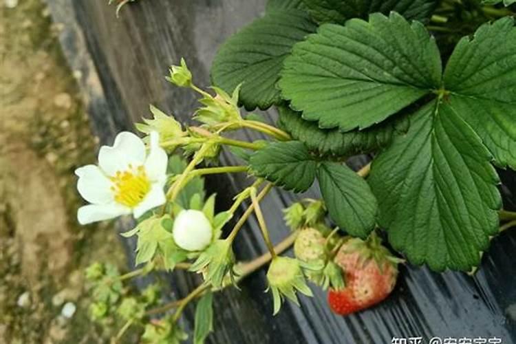 草莓各个时期的施肥方案 什么时候冲高磷肥
