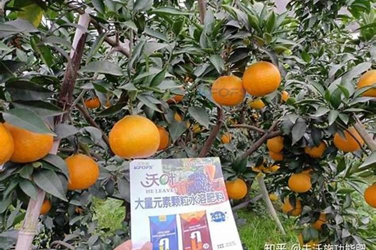 柑橘树用什么肥料最佳