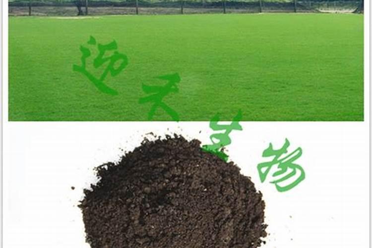 红薯种后哪几个月为膨大期？有哪些需要注意的地方？