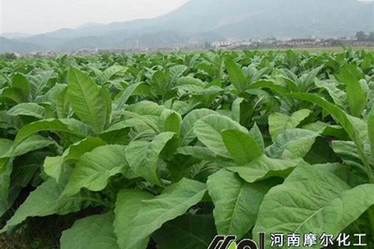 烤烟施钾肥最佳时间 什么时候使用效果好