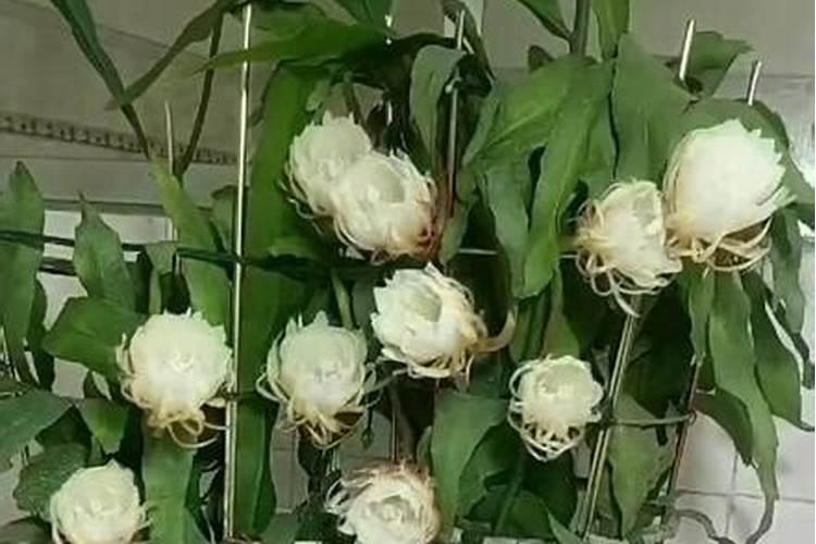 昙花施肥用什么肥料,长花蕾的时候可以施肥吗