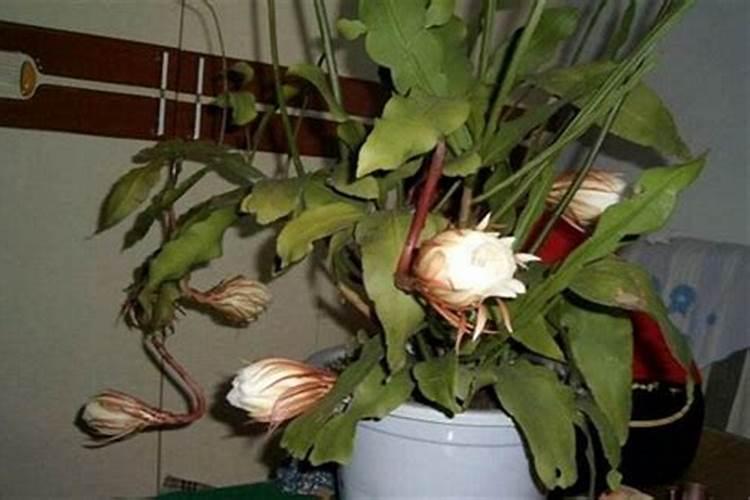 昙花不开花怎么办