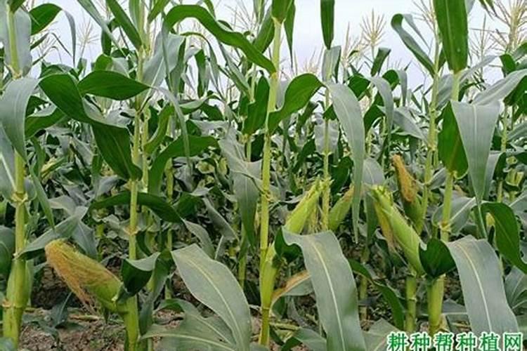 玉米肥料最佳配方氮磷钾含量